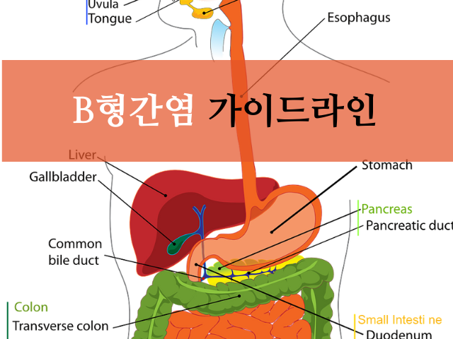 B형간염 가이드 라인: 원인, 예방접종, 치료제 정보 알아 보기!