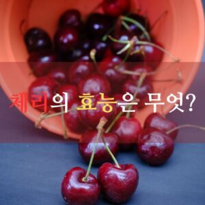 체리의 효능