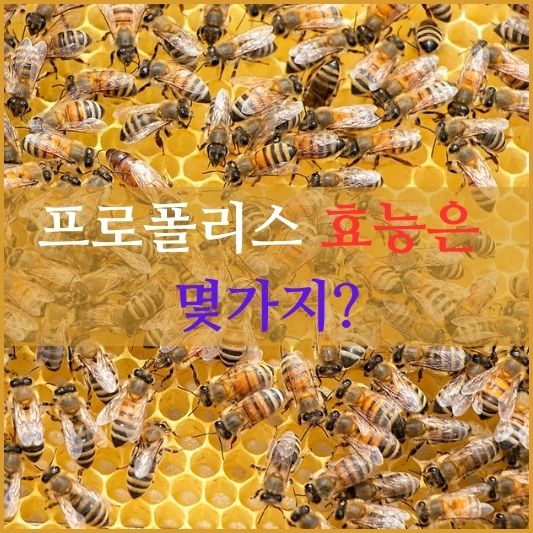 프로폴리스의 효능 알아보기! : 몇 가지나 있을 까요?