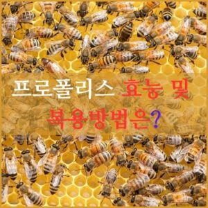 프로폴리스 효능 및 복용방법