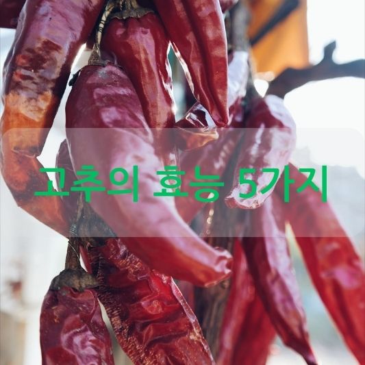 고추의 효능 5가지 알아보기!