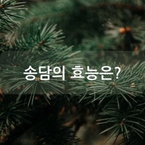 송담의 효능