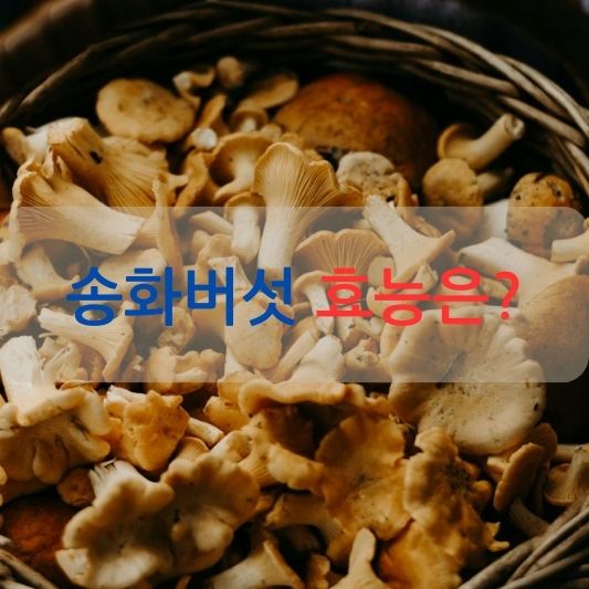 송화버섯 효능, 맛과 향, 영양이 모두 뛰어난 버섯 인가요?