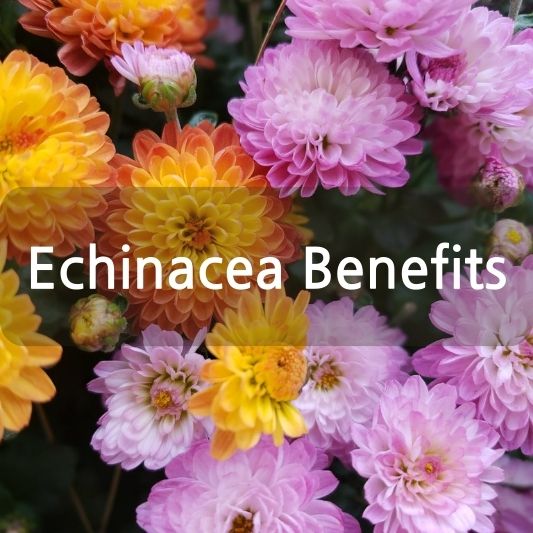 Echinacea Benefits: Cold Prevention and Immune System Boost.