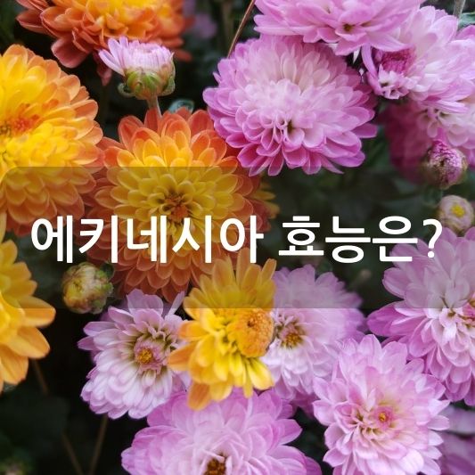 에키네시아 효능, 감기 예방과 면역력 강화