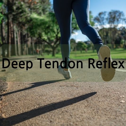 Deep Tendon Reflex: Understanding Its Significance in Medical Diagnosis