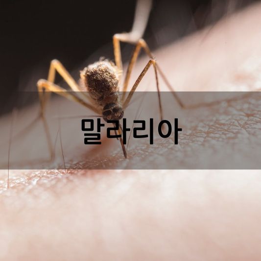 말라리아 증상 치료: 모든 것을 알아야 하는 완벽 가이드 알아보기!