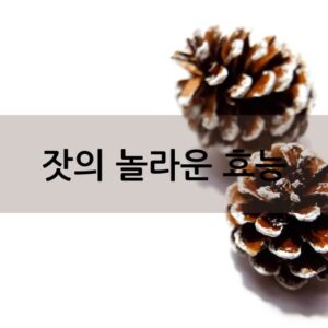 잣의 놀라운 효능