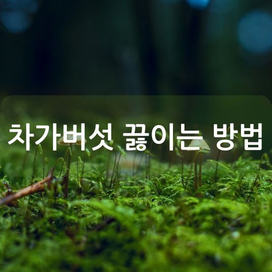 차가버섯 끓이는 방법 및 효과 알아보기!