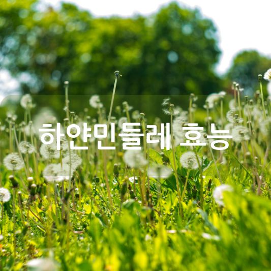 하얀민들레효능 알아보기!