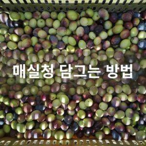 매실청 담그는 방법