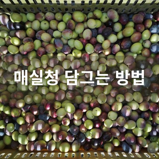 매실청 담그는 방법 알아보기!