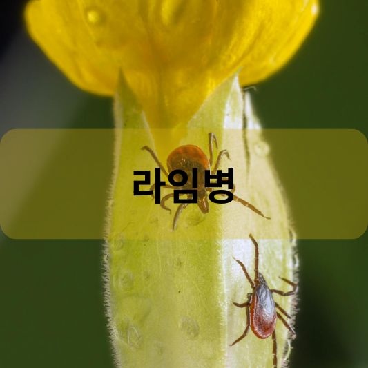 라임병 : 원인, 증상, 치료 방법 알아보기!